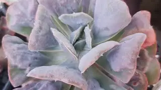 top 10 Suculentas com carunculas (verrugas) da cole&ccedil;&atilde;o com identifica&ccedil;&atilde;o.