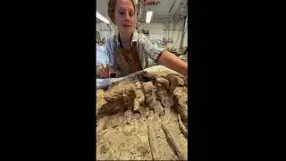#fossilfriday Friday with the lab manager.