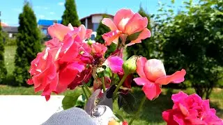 Deadheading roses | Garden Basics