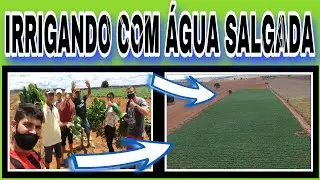 AGRICULTOR IRRIGANDO COM ÁGUA SALGADA