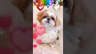 ❤️+🤍=🎀💗 #шорты #милый #ши-тцу #собака #щенок #челлендж #любовьксобакам