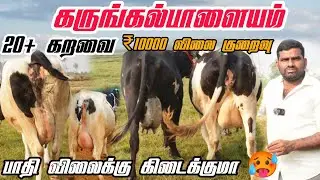 பாதி விலைக்கு மாடு கிடைக்குமா? இந்த வாரம் விலை குறைவு 20+ கறவை மாடுகள் 🥰 #tn24_sakthi_vlogs 