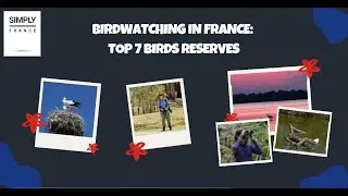 Birdwatching in France: Top 7 Birds Reserves | Simply France