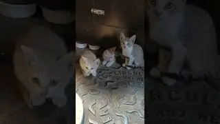 My four 🐈 Maxi, Luna,Era,Densy 😍😍🤩