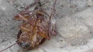 Time lapse - Ants vs cockroach !! Ants eating cockroach