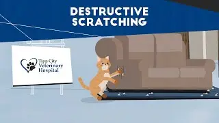 Why Cats Scratch &ndash; And How to Save Your Sofa