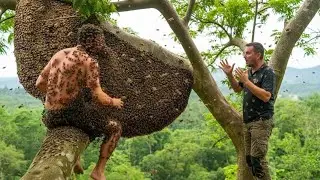Risking Life and Limb to Harvest a Massive Beehive at 200 Meters