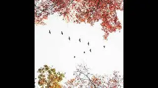 Aleksey Chistilin - November Wind