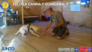 Progresos con Jackie y te presento a Caruso, Gran Danés de cuatro meses