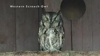 Western Screech-Owl