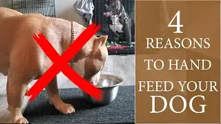 4 Reasons Why Hand Feeding is a Must for Your Dog.