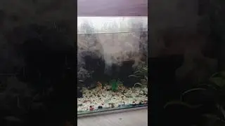 cleaning my aquarium #fish #aquarium #planted aquarium #Molly fish # crystal clean water #shorts