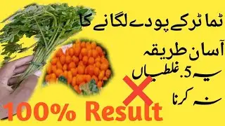 ٹماٹر کی پنیری کی منتقلی کا صحیح طریقہ | Tomato Seedlings Transplant Complete Guide