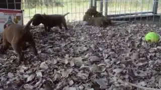 Ava & Jericho's Discovery Loop