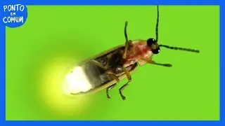 Por que VAGA-LUMES acendem?