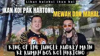 The King of The Jungle Audrey sambangi rumah Bos Koi Hartono liat koleksi Ikan Koi Mewah dan Mahal