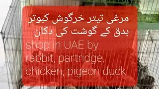 Chicken partridge Rabbit duck Pigeon Of meat shop  in uae rak dubai Sharjah Abu Dhabi