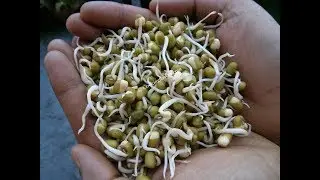 Sprouts | தானியங்களை முளை கட்டுவது எப்படி| முளைகட்டிய பச்சை பயறு