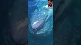 #shark #whale #ocean #animals #art #movie #film #netflix #cinema #trailer #foryou #love