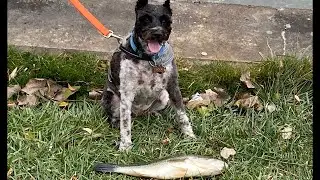 Warm Water Discharge Fishing 🎣