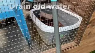 Preparing clean water for the Foster Ducklings - from 10 Aug 2021