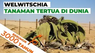 Welwitschia: Tanaman Purba Berumur Panjang #temansains