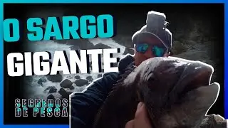 ✅ O Sargo 🐟 GIGANTE 😮