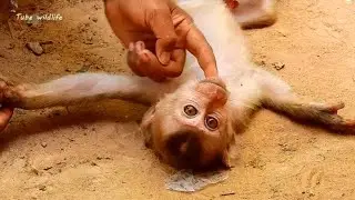 How Axel react when boy play with & comfort him | Abandoned monkey Axel so sad & unhappy