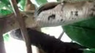 boa constrictor imperator