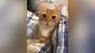 Рэди и новая кровать / Кот который решил поспать