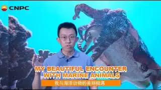 My Beautiful Encounter with Marine Animals