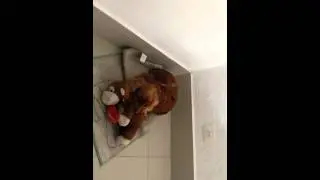 A Princeza e seu Macaquinho