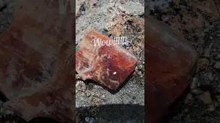 Check out this RED Agatized wood! 😍😍😍 #agate #colorado #rockhounding #petrifiedwood #rockhounds