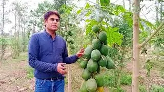 How Papaya Farming In Punjab, Pakistan Changes Lives Forever | Desi Traveller