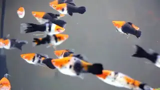 Livebearing Fish Aquarium tank,  koi Swordtail Sanshoku sanke