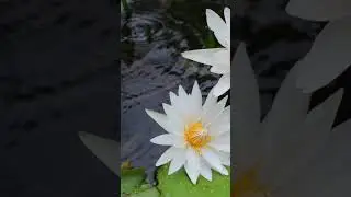 #relax #исцеляющиезвукиприроды #relaxing #calming #rainoundforsleep #naturesounds #shorts