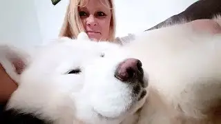 Proof That Husky Dogs Love To Cuddle