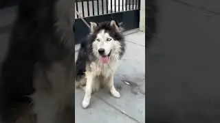Cute  Pets | Pets And Animals | Pets Videos | Pets&Facts #shorts #Pets #Animal #Birds
