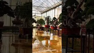 All are high-end, exquisite cypress bonsai trees that are 200 years old or older.