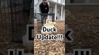 Duck update!!!