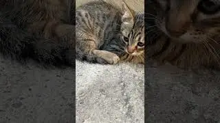 An orphaned kitten was first scared and hissing, threatening me, then docilely let me caress it.