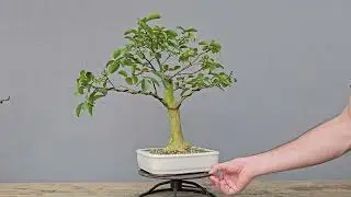 Bonsai Resed&aacute; 9 Anos