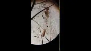 Demodex  canis