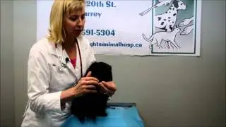 Vet Tips: Giving oral medications to your pet