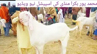 Date14|12|2020|Special new video of Mohammadpur Bakra Mandi|Agriculture Information by Shahzaib