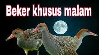 Suara pikat BEKER terbang khusus malam