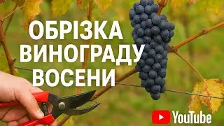 How to prune grapes in the fall: the best ways to prune bushes