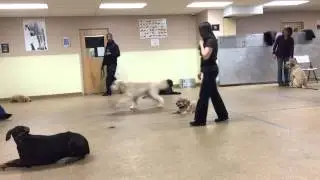 Advanced Group Class Dog Training