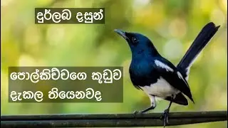 Polkichcha.  පොල්කිච්චාගේ කූඩුව