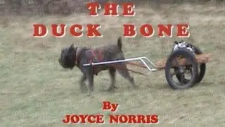 Complete Online Training on How to Train a Dog to Herd Ducks for ALL Herding Breeds - THE DUCK BONE